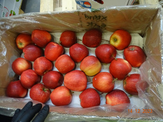sprzedaż awaryjna jabłek GALA 21 palet